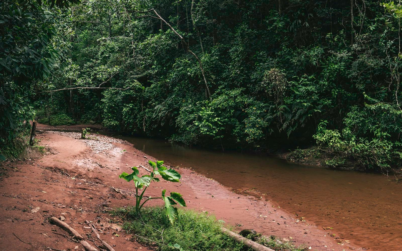 Estrada de terra entre árvores de floresta tropical, imagem que ilustra concessões rodoviárias e florestais na Amazônia